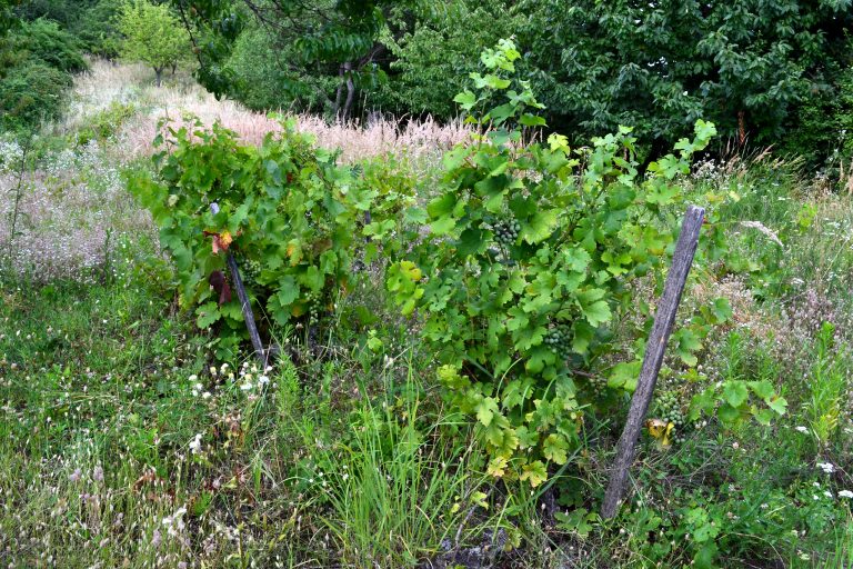 4.prírodovedná vychádzka po vinohradoch
