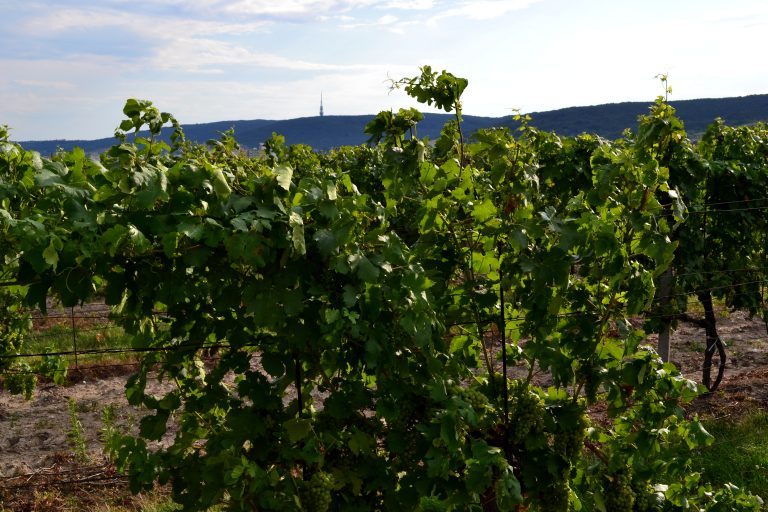 4.prírodovedná vychádzka po vinohradoch
